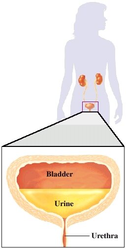 The bladder